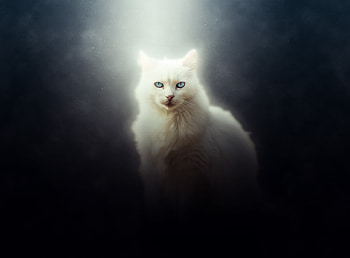 Cat, white feline, curious, art HD wallpaper