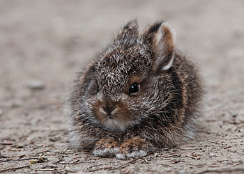 Animals, Fluffy, Fright, Nice, Sweetheart, Rabbit, Hare HD wallpaper