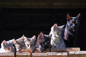 For cat lovers, white, black, grey, cats, variety, tan, six, wall, friends HD wallpaper