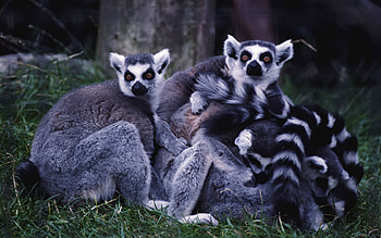 Animals, Grass, Lemurs, Striped, Family HD wallpaper