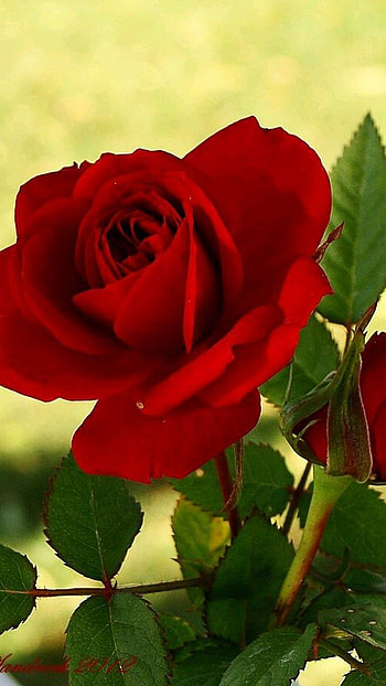 Rose, Red Rose, Beautiful Rose HD phone wallpaper