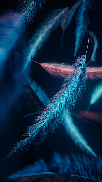 Feathers, sky, beautiful, feather, pink, blue, design HD phone wallpaper