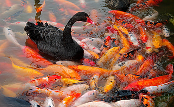 Colorful Fishes, colorful, fish, good, fresh HD wallpaper