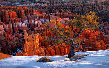 Bryce Canyon Winter Light, Utah, landscape, trees, rocks, snow, usa HD wallpaper