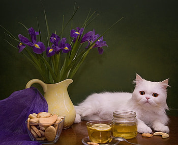 Still Life, kitten, tea, cute, colors, white cat, adorable, sweet, white, vase, cat, cup, purple, pretty, flowers, cup of tea, lovely HD wallpaper