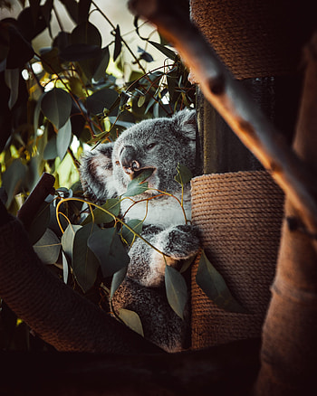 Funny, Animals, Leaves, Wood, Tree, Animal, Koala HD phone wallpaper