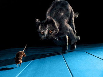 Sometimes i feel like a cat other times like a mouse, cat, mouse HD wallpaper