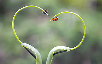 Insects, Ladybugs HD wallpaper