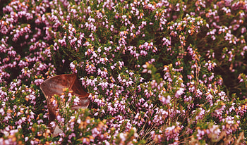 Flowers, Autumn, Flower Bed, Flowerbed, Garden HD wallpaper