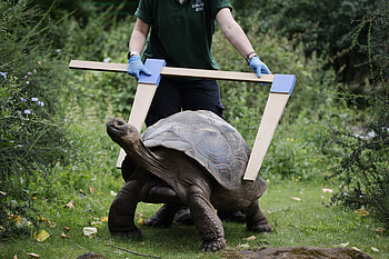 London Zoo, Aldabra Giant Tortoise HD wallpaper