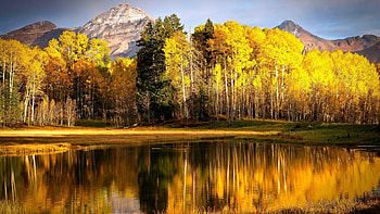 Aspens , Nature's glory, Artistic splendor, Majestic presence HD wallpaper