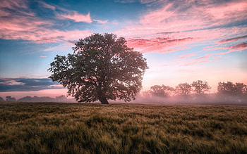 Tree on Field, clouds, mist, tree, field HD wallpaper