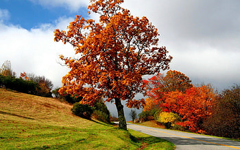Autumn tree, fall, beautiful, country, nice, summer, leaves, pretty, fallin, trees, autumn, road, nature, lovely, foliage HD wallpaper