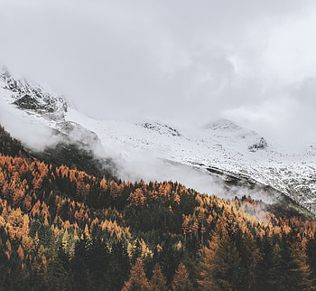 Autumn, trees' peak, mist, nature HD wallpaper