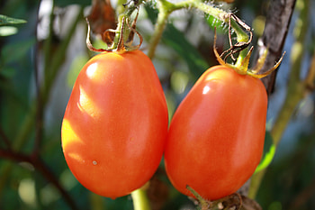 Food, Branch, Ripe, Tomatoes HD wallpaper