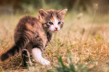 Cat, kitten, kitty, cats, cute, beautiful, paws, sleeping, cat face, pretty, animals, face, lovely, hat HD wallpaper