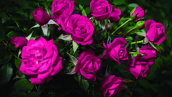 Beautiful Roses, buds, petals, nature, flowers, macro HD wallpaper