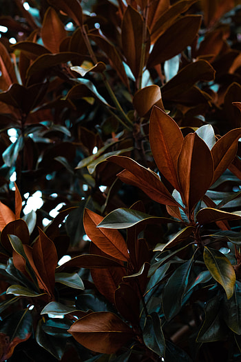 Nature, Leaves, Plant, Magnolia HD phone wallpaper
