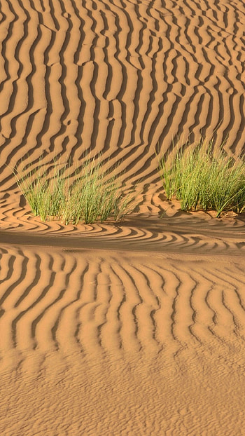 Desert Wilderness, Untamed beauty, Pristine landscapes, Nature's sanctuary HD phone wallpaper