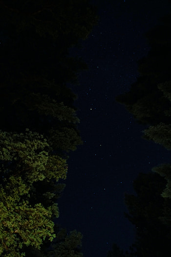 Trees, Stars, Night, Dark, Starry Sky HD phone wallpaper