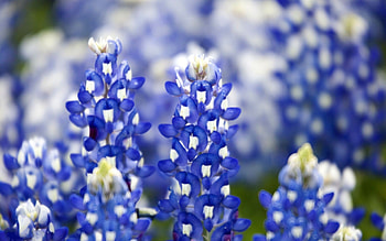 Bluebonnet, , Stunning beauty, Captivating scene HD wallpaper