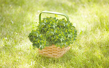 Clovers, basket, Field, green HD wallpaper