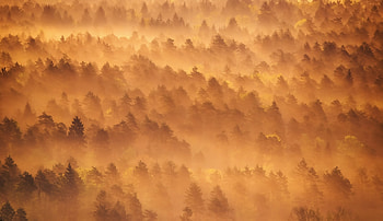 Dawn, sunrise, tree, foggy day, nature HD wallpaper