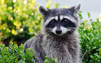Raccoon, animal, nature, forest HD wallpaper