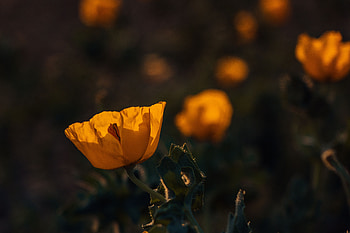 Flowers, Flower, Plant, Bloom, Flowering, Poppy HD wallpaper