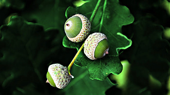 Acorns, green, acorn, autumn, fruit, leaf HD wallpaper