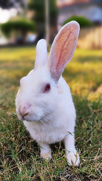 Rebit, eye, rabbits and hares HD phone wallpaper