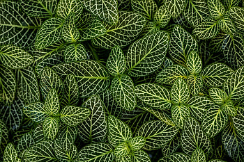 Plants, leaves, green, striped HD wallpaper