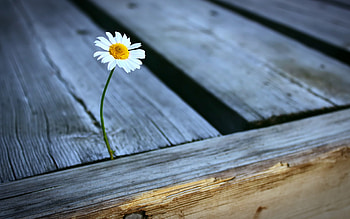 chamomile, lust for life, leave me alone, bench, macro, beautiful flowers, bokeh HD wallpaper