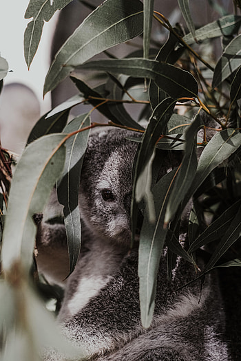 Animals, Leaves, Branches, Grey, Animal, Koala HD phone wallpaper