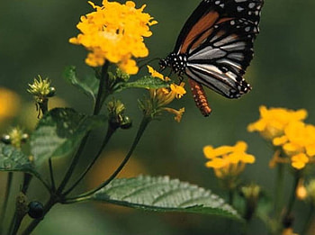 Flower and Butterfly, garden, flowers, butterfly HD wallpaper