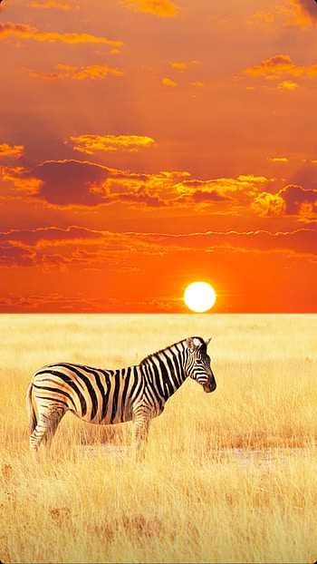 Zebra, love, art, nature, zedge, lockscreen, suset, , wildliffe, anandamworks, zedge, homescreen, animal, enter_visual_, graphy, dailydoseofvisuals HD phone wallpaper