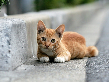 Animals, Cat, To Lie Down, Lie, Sight, Opinion HD wallpaper