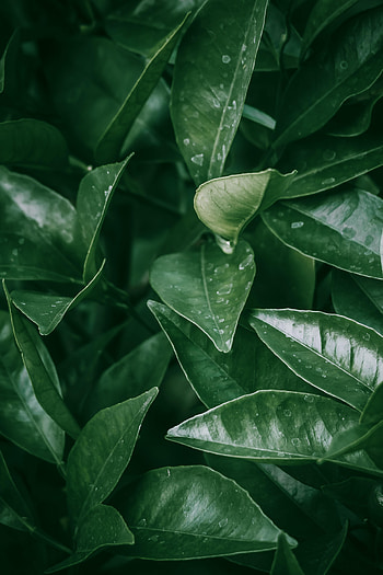 Leaves, Plant, Macro, Stains, Spots HD phone wallpaper