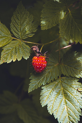 Raspberry, Macro, Berry HD phone wallpaper