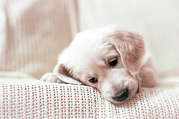 Puppy, white, dog, cute, golden retriever, caine HD wallpaper
