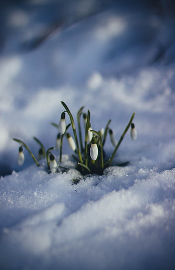 Snowdrops delicately emerging through melting snow, signaling the arrival of spring. HD phone wallpaper