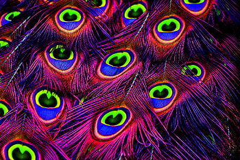 Feather, Bright, Texture, Textures, Peacock, hop HD wallpaper