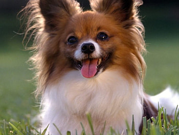 Cute Papillon, dog, papillon, grass, lawn HD wallpaper