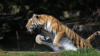 Animals, Tigers HD wallpaper