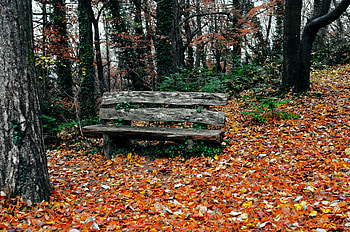 Nature, Trees, Autumn, Park, Bench HD wallpaper