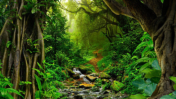 Visit Amazon jungle, Hiking FAQ HD wallpaper