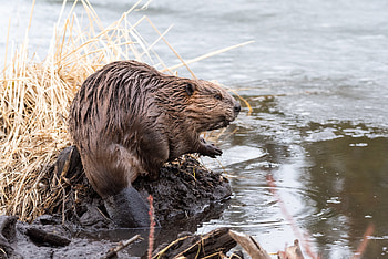 Beaver's hydrology, Water supply, Ranch irrigation, Sustainable resource HD wallpaper