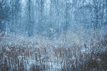 Winter Snow Field , snow, winter, nature, field HD wallpaper
