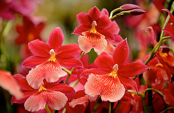 Beautiful red flowers, garden, meadow, beautiful, fragrance, pansies, summer, pretty, red, nature, flowers, scent, lovely HD wallpaper