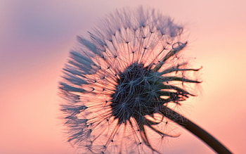 Flower, rays, petals, sunsets, nature HD wallpaper